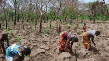 Femme réalisant l'extraction des graines d'arbres Néré implantés dans des parcelles cultivées en maïs et coton en Côte d'Ivoire